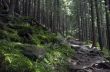 Beautiful summer forest mountain path