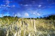 Golden wheat field with blue sky in background 