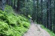 evening mountain plateau landscape (Carpathian, Ukraine) 