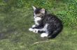 top view of baby cat kitten lying 