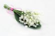 Close up of Lily of the valley