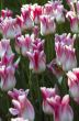 Spring background with tulips over natural background