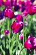 Spring background with tulips over natural background