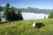 Beautiful landscape with green hills and a herd of cows 