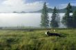 Beautiful landscape with green hills and a herd of cows 