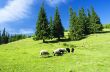 lock of sheep in the Carpathian mountains. Ukraine, Europe 