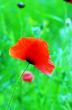 Red poppies blooming in the wild meadow 