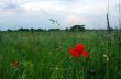 Red poppies blooming in the wild meadow 