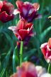 Spring background with tulips over natural background