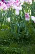 Spring background with tulips over natural background