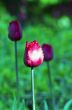  tulips over natural background