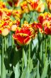 Spring background with tulips over natural background