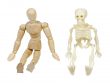 Person and Skeleton