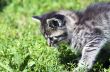 top view of baby cat kitten lying 