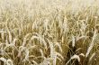 Golden wheat field  background 
