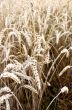 Golden wheat field