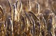 Golden wheat field 