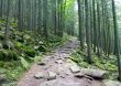 Pathway  in summer green mountain forest 