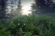 evening mountain plateau landscape (Carpathian, Ukraine) 