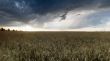 wheat field at the sunset 