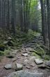 Pathway in summer green mountain forest 