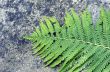 Fern leaf growing among the rocks.