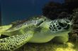 Green Sea Turtle