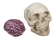 Skull and Brains