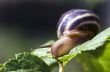 Small brown snail on a green leaf 