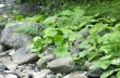 Fern leaf growing among the rocks.