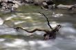 mountain river. Beauty wild nature landscape