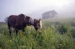 walking horse in misty gold sunbeams