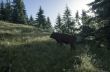 evening mountain plateau landscape (Carpathian, Ukraine) 