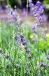 macro of lavender plant. herbal landscape of aromatic plant