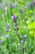 macro of lavender plant. herbal landscape of aromatic plant