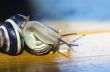 Closeup af a Yellow and Black banded Snail carrying a tiny snail