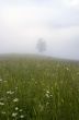 evening mountain plateau landscape (Carpathian, Ukraine) 