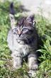 top view of baby cat kitten lying