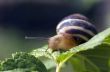 Small brown snail on a green leaf 