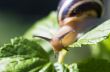 Small brown snail on a green leaf 