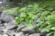 Fern leaf growing among the rocks. 