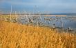  Yellow cane on the bank of lake