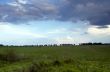 Green meadow. Composition of nature. 