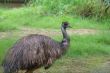 Indian Emu