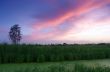 Spring landscape with yellow flower on hill and majestic sunset 