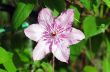 Close up of beautiful single white clematis flower 