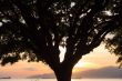 Vancouver Silhouette Sunset