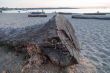 Big Log On A Beach