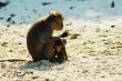 Mom and child Monkey on beach
