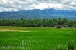 Paddy field by the hill